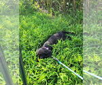 Puppy Black girl 1 Labrador Retriever