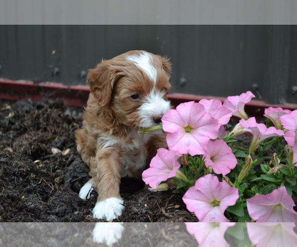 Medium Photo #3 Cavapoo mix (+ Poodle Miniature) Puppy For Sale in GREENWOOD, WI, USA