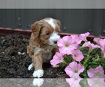 Small Photo #8 Cavapoo mix (+ Poodle Miniature) Puppy For Sale in GREENWOOD, WI, USA