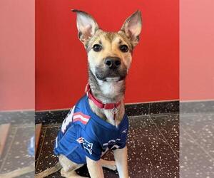 German Shepherd Dog-Unknown Mix Dogs for adoption in Dedham, MA, USA