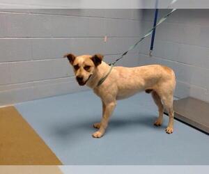 Mutt Dogs for adoption in Moreno Valley, CA, USA