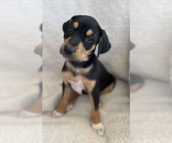 Medium Photo #4 Boxador Puppy For Sale in Boston, MA, USA