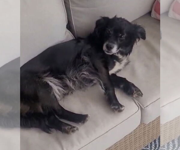 Medium Photo #2 Colonial Cocker Spaniel-Unknown Mix Puppy For Sale in Newfoundland, PA, USA