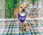 Small #1 Boxer Mix