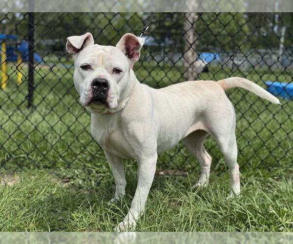 Medium Photo #2 American Bulldog-Unknown Mix Puppy For Sale in Tavares, FL, USA