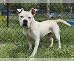 Small #1 American Bulldog Mix