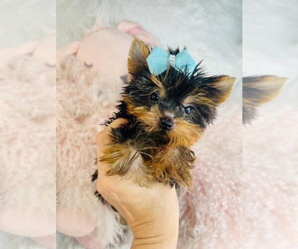 Medium Photo #3 Yorkshire Terrier Puppy For Sale in PEMBROKE PINES, FL, USA
