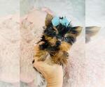 Small #2 Yorkshire Terrier