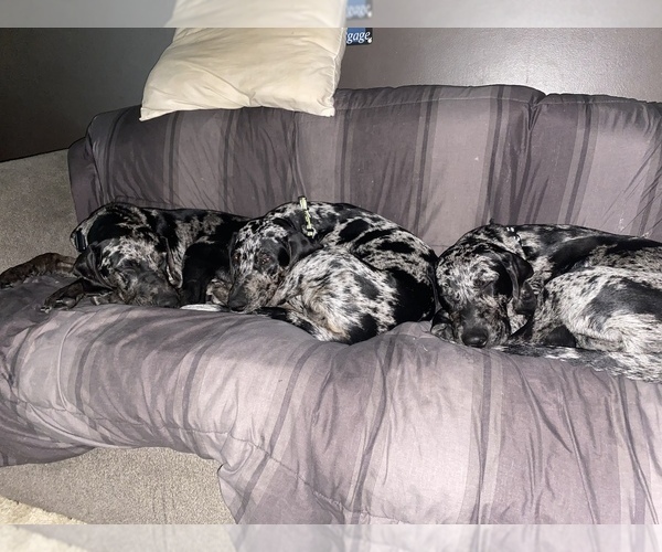 Full screen Photo #1 Catahoula Leopard Dog Puppy For Sale in ELK RIVER, MN, USA
