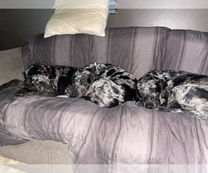 Catahoula Leopard Dog Puppy for sale in ELK RIVER, MN, USA