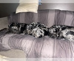 Small Photo #1 Catahoula Leopard Dog Puppy For Sale in ELK RIVER, MN, USA