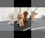 Small Photo #3 Poodle (Toy) Puppy For Sale in CARMICHAEL, CA, USA