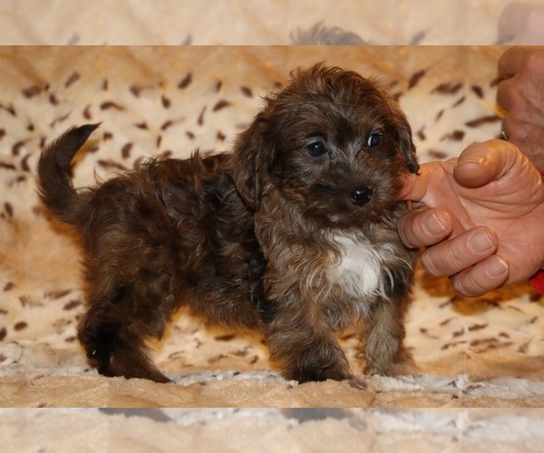 Medium Photo #1 Yorkiepoo mix (+ Poodle Toy) Puppy For Sale in DYERSBURG, TN, USA
