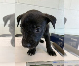 Labrador Retriever Dogs for adoption in Corpus Christi, TX, USA