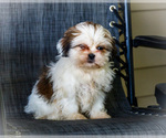 Small #10 Shih Tzu