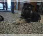 Small Photo #6 German Shepherd Dog Puppy For Sale in FENNVILLE, MI, USA