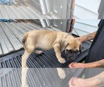 Small Photo #32 Mastiff Puppy For Sale in PARIS, IL, USA