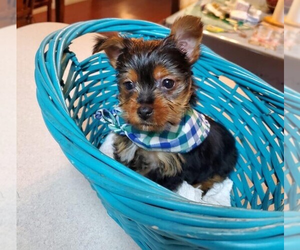 Medium Photo #1 Yorkshire Terrier Puppy For Sale in OAKLAND, CA, USA