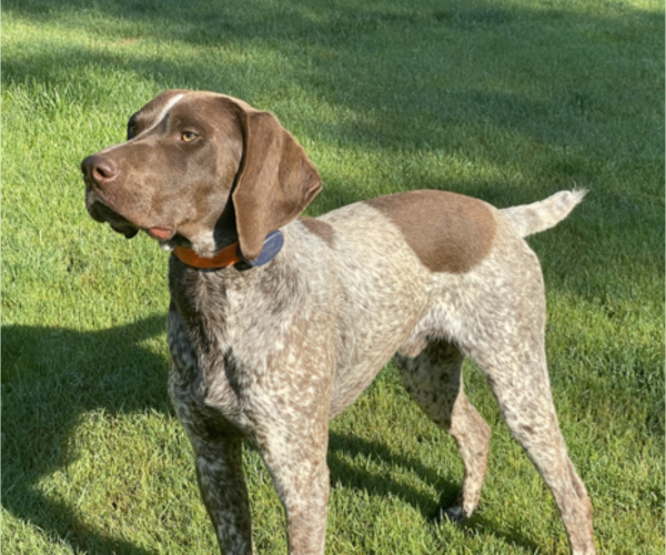 Medium Photo #2 German Shorthaired Pointer Puppy For Sale in DALLAS, OR, USA