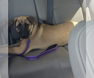 German Shepherd Dog-Unknown Mix Dogs for adoption in Woodbury, NY, USA