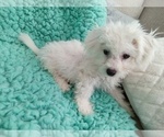 Small Photo #2 Bichon Frise Puppy For Sale in LAUREL, MS, USA