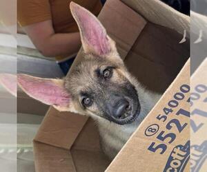 German Shepherd Dog-Unknown Mix Dogs for adoption in San Antonio, TX, USA