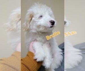 Bernedoodle-Poodle (Miniature) Mix Puppy for sale in MIDDLEBURY, IN, USA