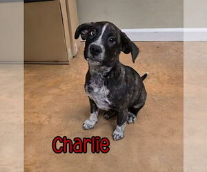 American Pit Bull Terrier-Catahoula Leopard Dog Mix Dogs for adoption in Port Clinton, OH, USA