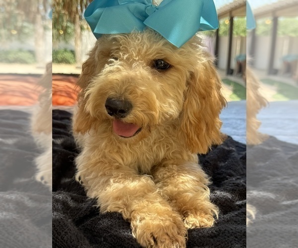 Medium Photo #2 Goldendoodle mix (+ Poodle Miniature) Puppy For Sale in MENIFEE, CA, USA