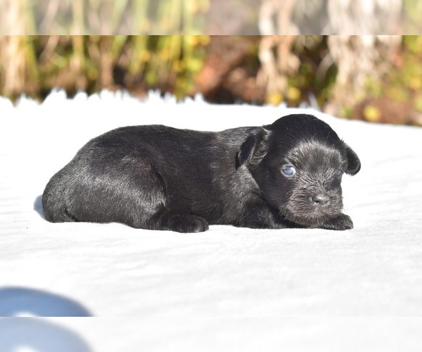 Medium Photo #2 Shih Aussie Puppy For Sale in PALM COAST, FL, USA