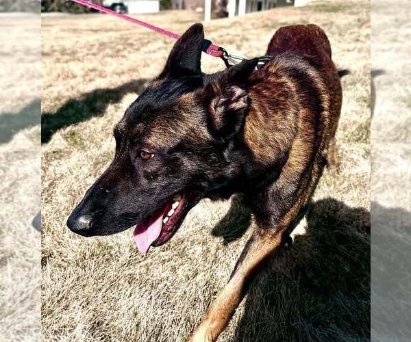 Medium Photo #3 Holland Shepherd-Unknown Mix Puppy For Sale in Imlay City, MI, USA