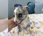 Small #2 Miniature Australian Shepherd