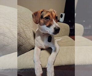 Freddie - Male Beagle-Unknown Mix Dog for Adoption - Photo #4