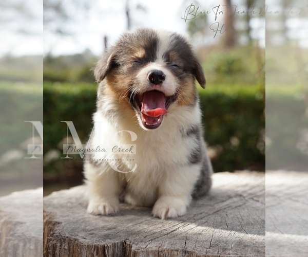 Medium Photo #6 Pembroke Welsh Corgi Puppy For Sale in FLORALA, AL, USA