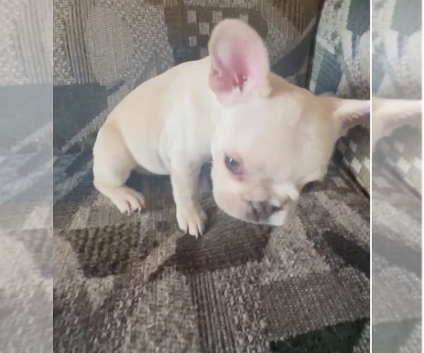 Medium Photo #5 French Bulldog Puppy For Sale in HOUSTON, TX, USA