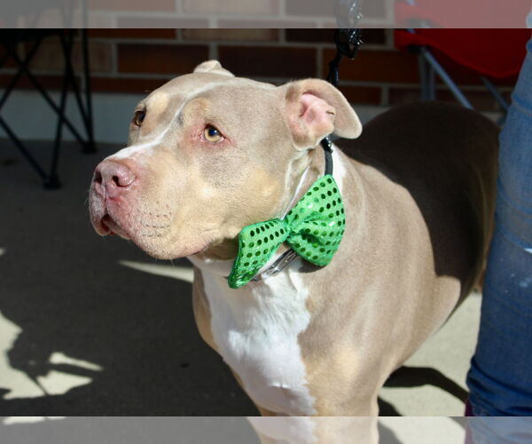Medium Photo #13 Staffordshire Bull Terrier-Unknown Mix Puppy For Sale in Mount Laurel, NJ, USA