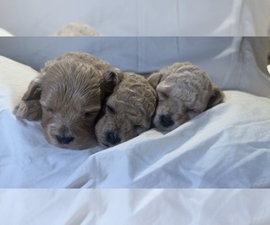 Maltipoo Puppy for Sale in BLADENBORO, North Carolina USA