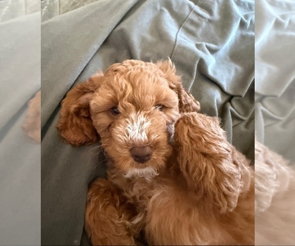 Medium Photo #1 Cock-A-Poo Puppy For Sale in FOLSOM, CA, USA