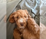 Puppy Nibbles Cock-A-Poo