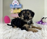 Small #3 YorkiePoo