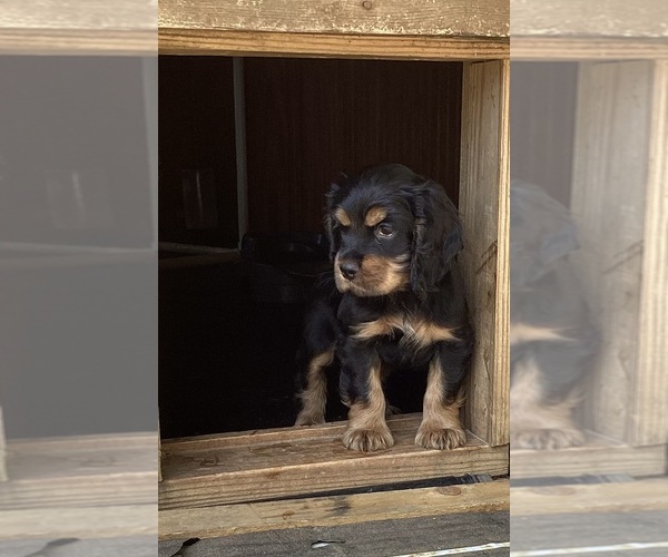 Medium Photo #1 Cocker Spaniel Puppy For Sale in CADDO, OK, USA