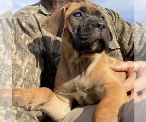 Cane Corso Puppy for sale in BLADENBORO, NC, USA