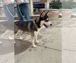 Small #4 Siberian Husky