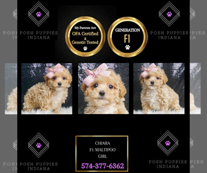 Maltipoo Puppy for sale in WARSAW, IN, USA