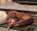 Small Photo #1 Cavalier King Charles Spaniel Puppy For Sale in ALTON, NH, USA