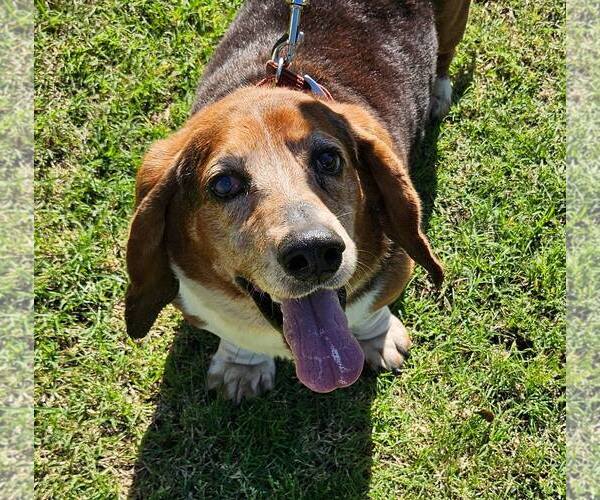 Medium Photo #2 Basset Hound Puppy For Sale in Deepwater, NJ, USA