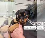 Small Photo #10 Rottweiler Puppy For Sale in NARVON, PA, USA