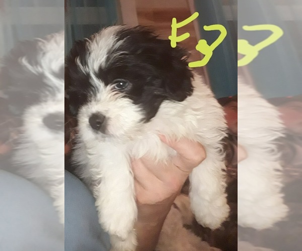 Medium Photo #3 Mal-Shi Puppy For Sale in SALEM, NH, USA