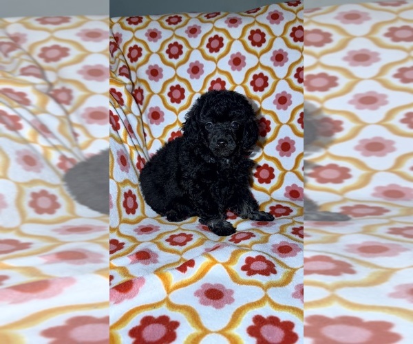 Medium Photo #9 Poodle (Toy) Puppy For Sale in DETROIT, MI, USA