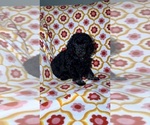 Litter of 3 - Female Poodle (Toy)Litter of Puppies for Sale - Photo #9